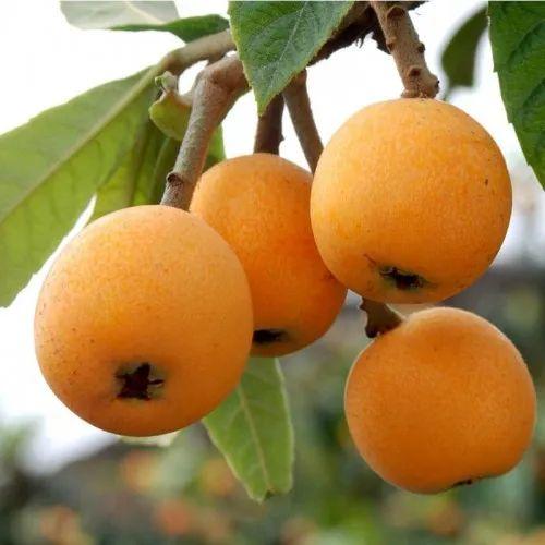 毕节富硒水果（富硒水果前十名）-硒宝网