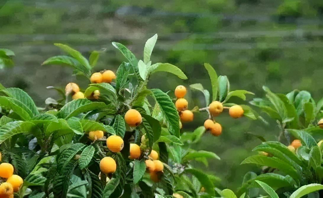 毕节富硒水果（富硒水果前十名）-硒宝网