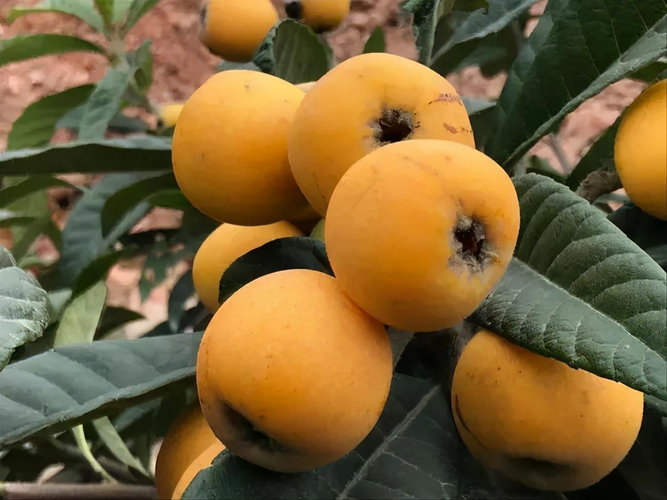 毕节富硒水果（富硒水果前十名）-硒宝网