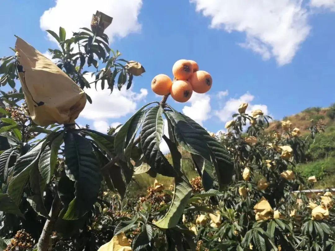 毕节富硒水果（富硒水果前十名）-硒宝网