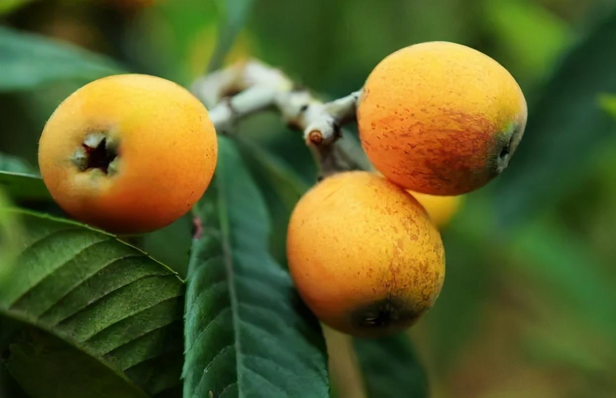 毕节富硒水果（富硒水果前十名）-硒宝网