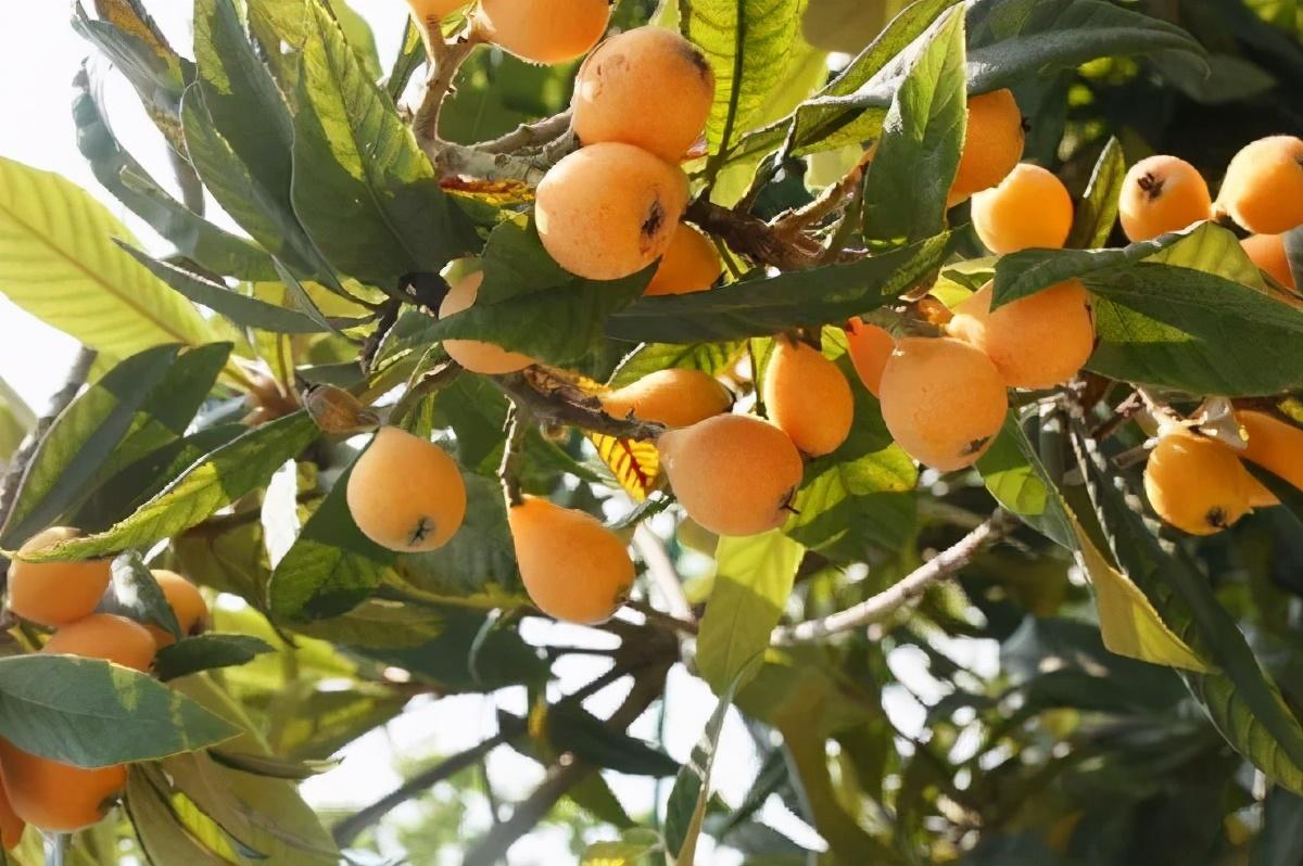 毕节富硒水果（富硒水果前十名）-硒宝网