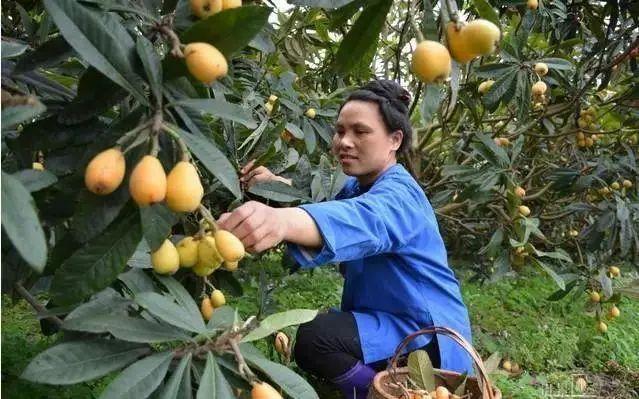 毕节富硒水果（富硒水果前十名）-硒宝网