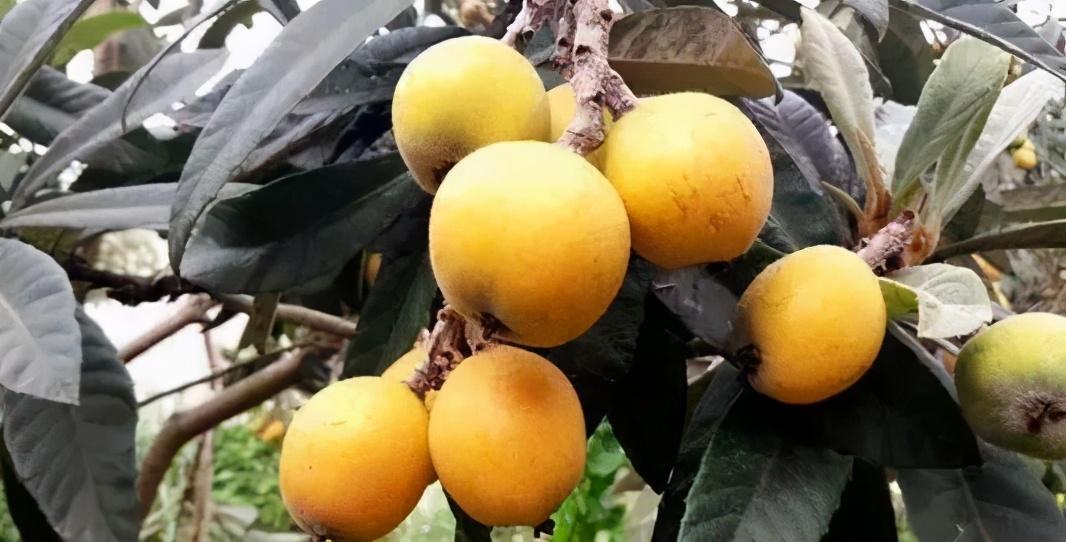 毕节富硒水果（富硒水果前十名）-硒宝网