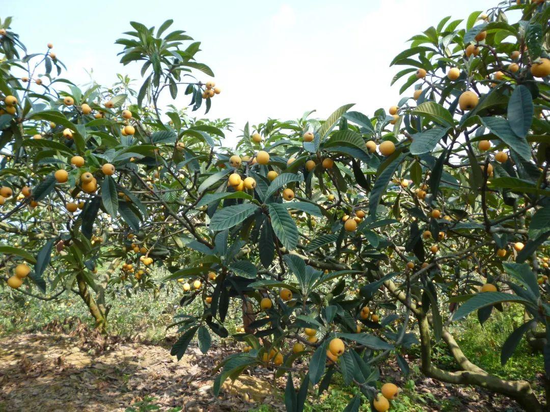 毕节富硒水果（富硒水果前十名）-硒宝网