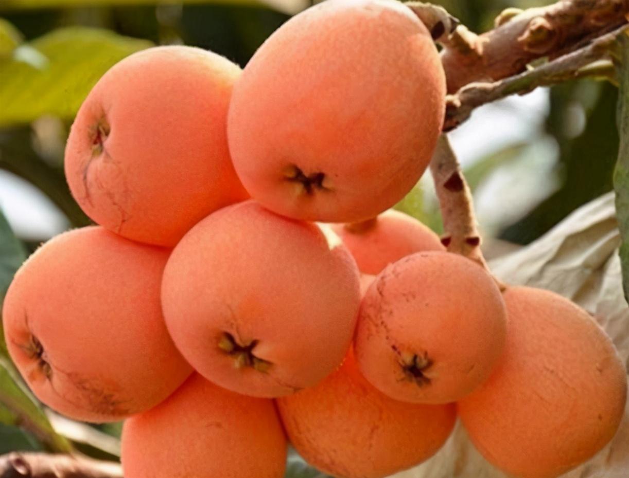 毕节富硒水果（富硒水果前十名）-硒宝网