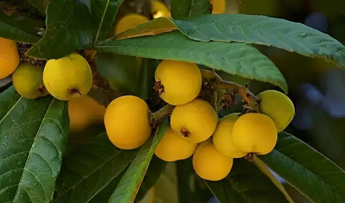 毕节富硒水果（富硒水果前十名）-硒宝网