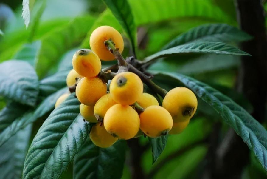 毕节富硒水果（富硒水果前十名）-硒宝网