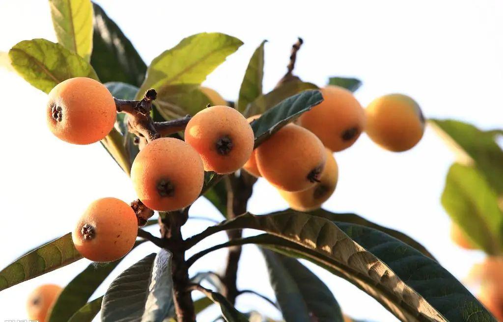 毕节富硒水果（富硒水果前十名）-硒宝网