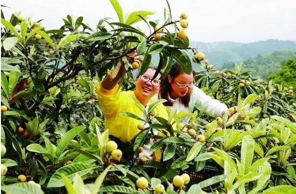 毕节富硒水果（富硒水果前十名）-硒宝网