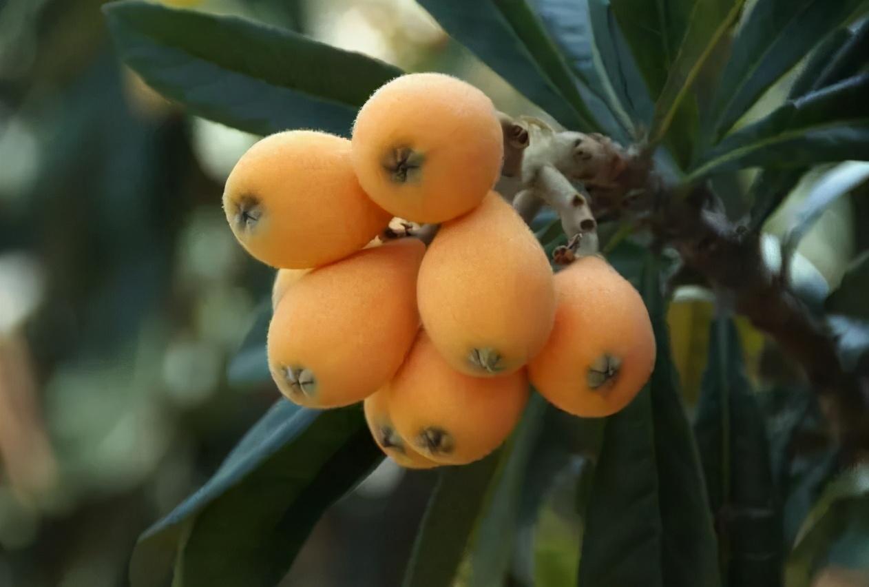 毕节富硒水果（富硒水果前十名）-硒宝网