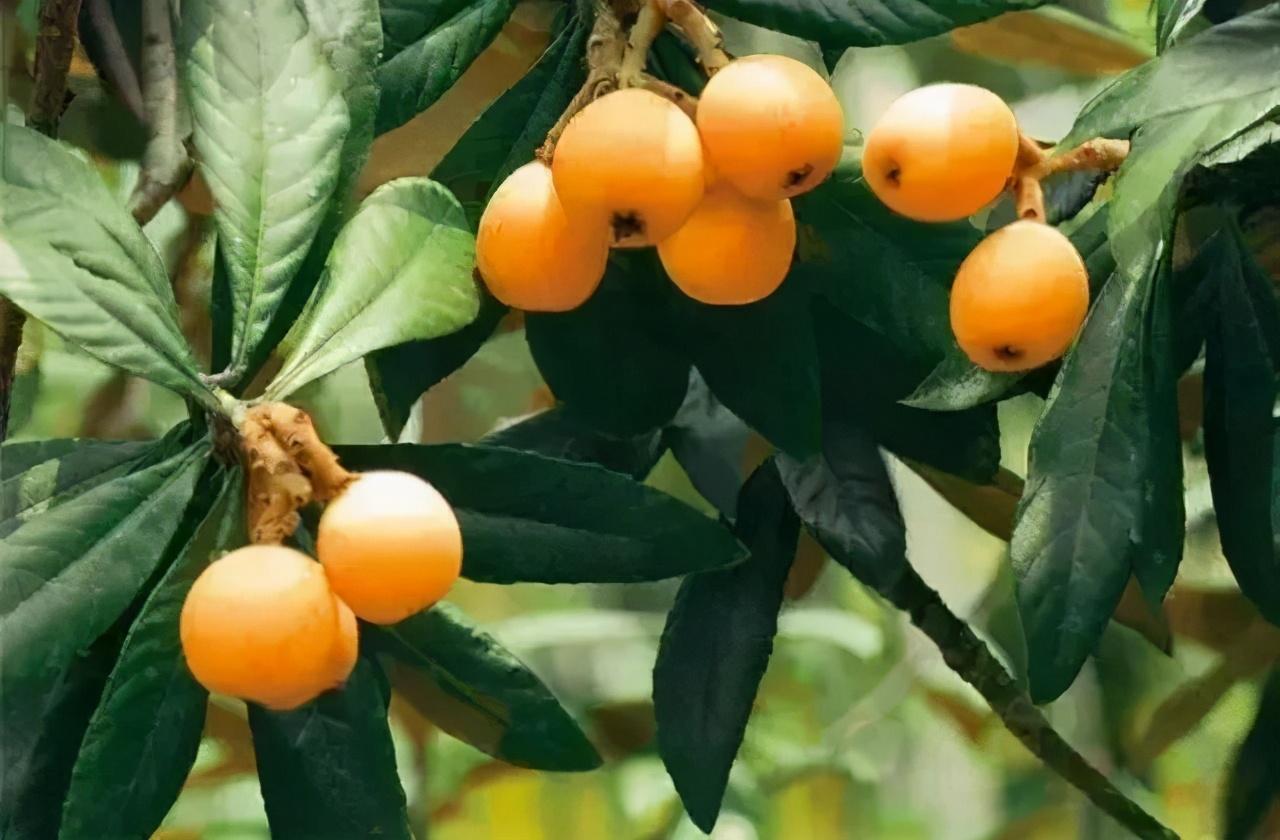 毕节富硒水果（富硒水果前十名）-硒宝网