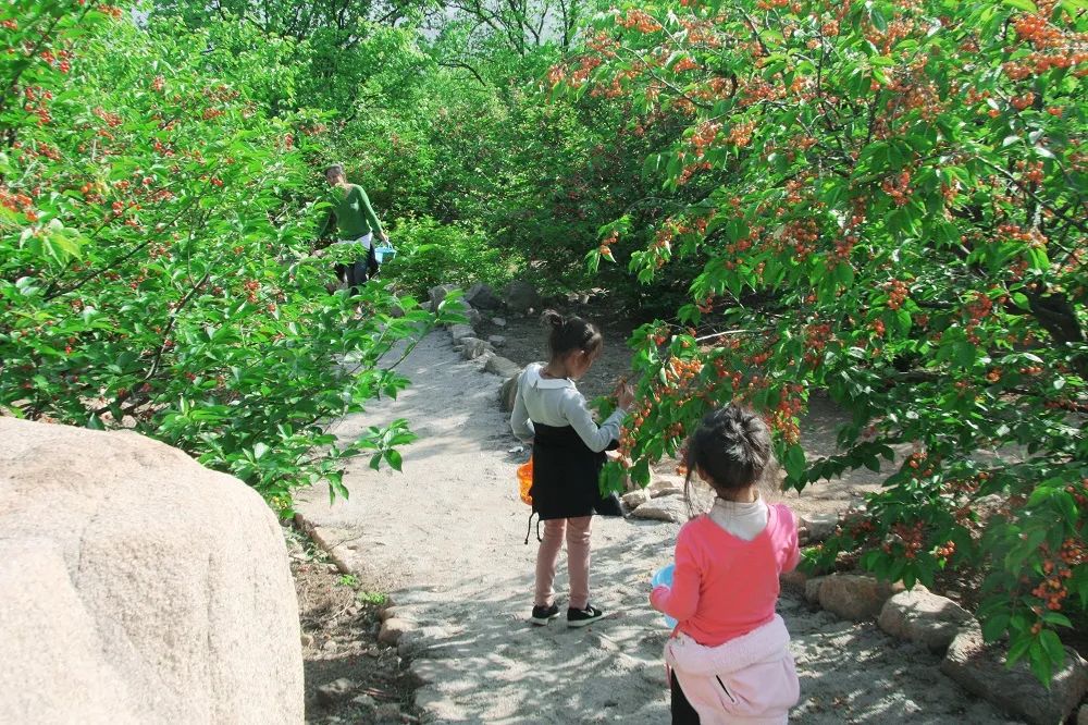 日照富硒水果（日照富硒绿茶）-硒宝网