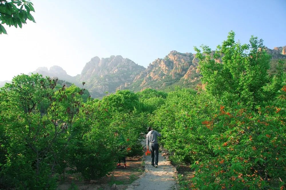 日照富硒水果（日照富硒绿茶）-硒宝网