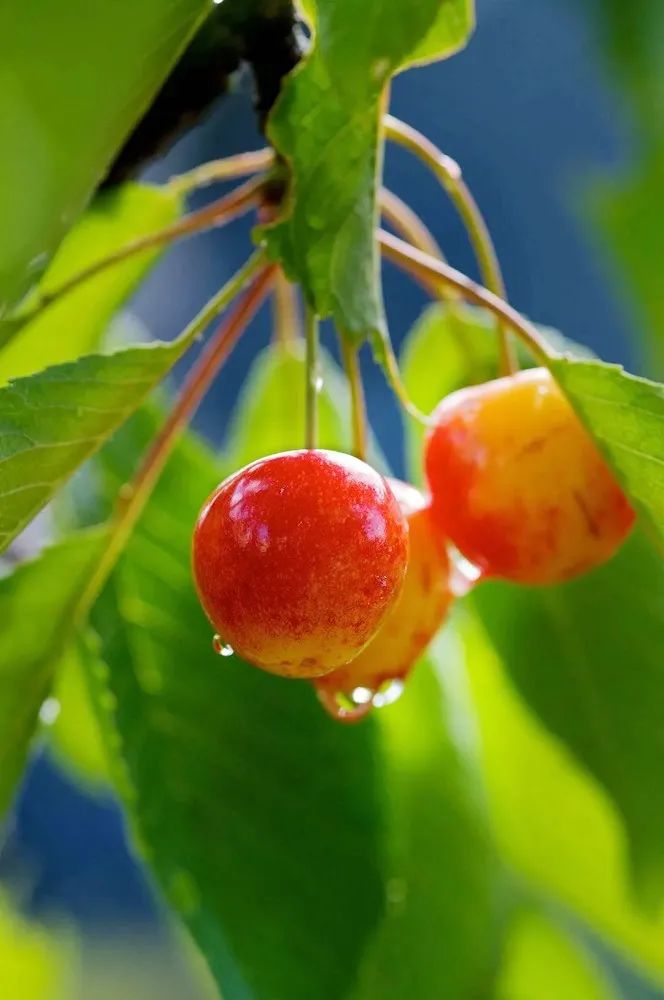 日照富硒水果（日照富硒绿茶）-硒宝网