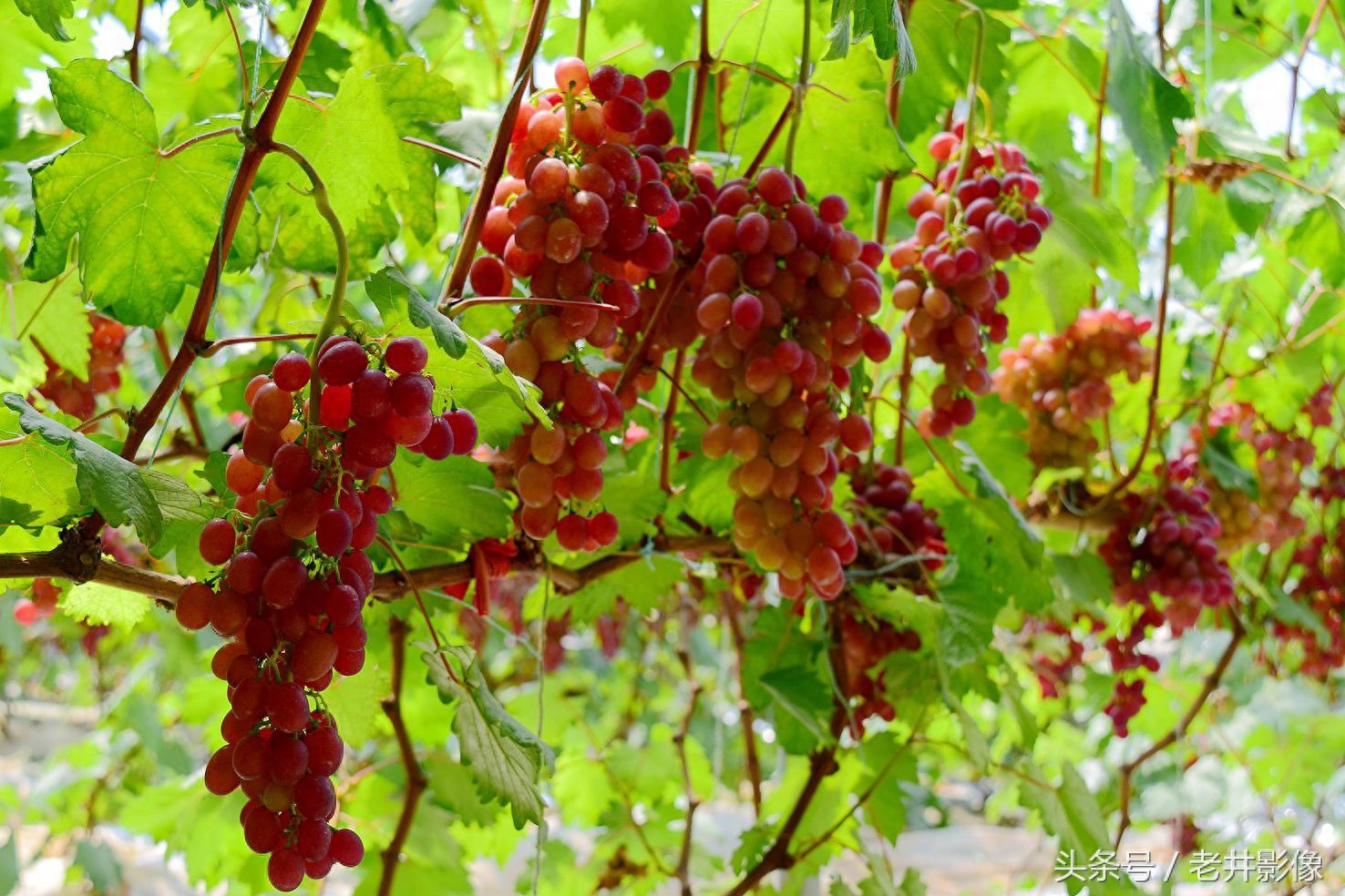 富硒水果葡萄(富硒葡萄甜吗)-硒宝网