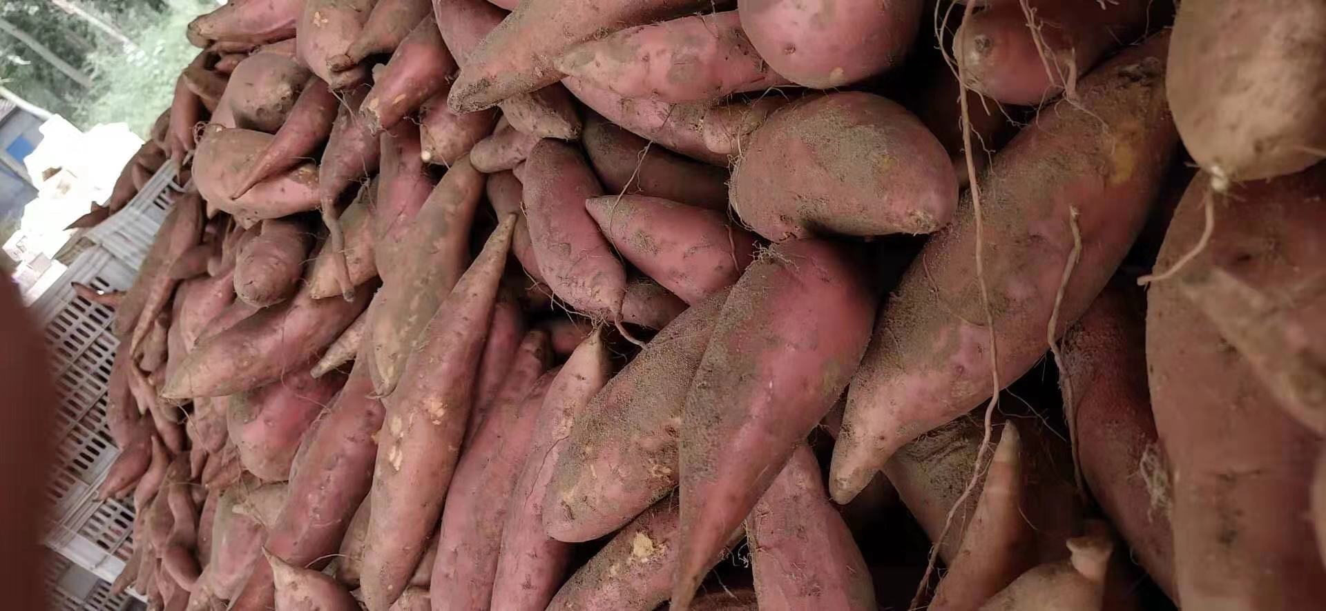 招远富硒水果(富硒水果的标准是多少)-硒宝网