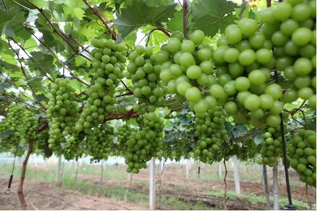 富硒水果葡萄(水果葡萄富硒含量高吗)-硒宝网