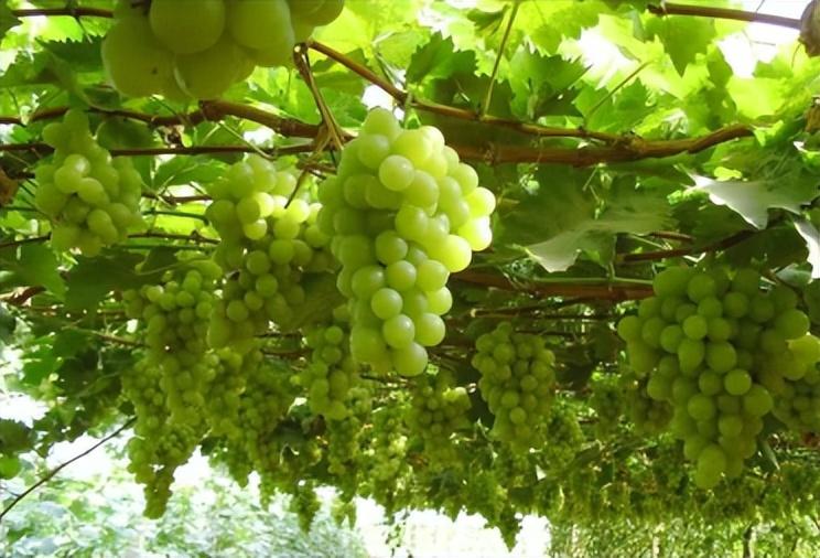 富硒水果葡萄(水果葡萄富硒含量高吗)-硒宝网