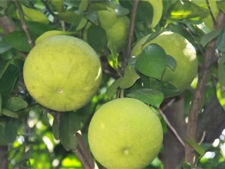 富硒水果果苗（水果富硒果苗图片）-硒宝网