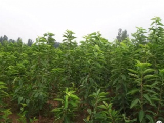 富硒水果果苗（水果富硒果苗图片）-硒宝网