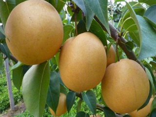 富硒水果果苗（水果富硒果苗图片）-硒宝网