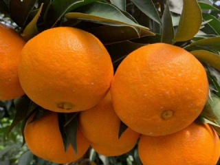 富硒水果果苗（水果富硒果苗图片）-硒宝网