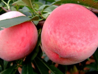 富硒水果果苗（水果富硒果苗图片）-硒宝网