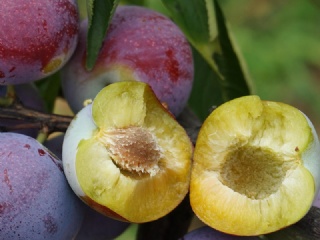 富硒水果果苗（水果富硒果苗图片）-硒宝网