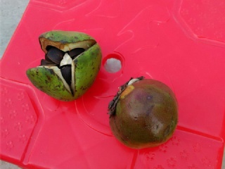 富硒水果果苗（水果富硒果苗图片）-硒宝网