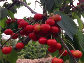 富硒水果果苗（水果富硒果苗图片）-硒宝网