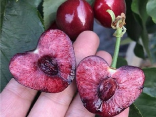 富硒水果果苗（水果富硒果苗图片）-硒宝网