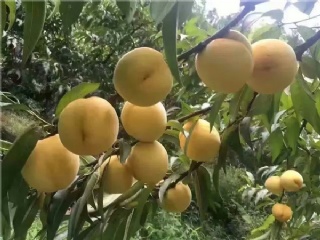 富硒水果果苗（水果富硒果苗图片）-硒宝网