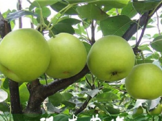 富硒水果果苗（水果富硒果苗图片）-硒宝网