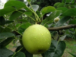 富硒水果果苗（水果富硒果苗图片）-硒宝网