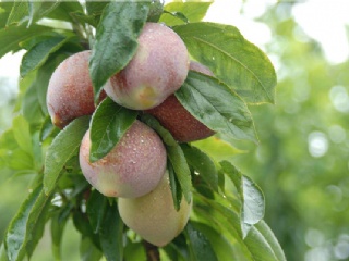 富硒水果果苗（水果富硒果苗图片）-硒宝网