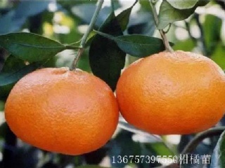 富硒水果果苗（水果富硒果苗图片）-硒宝网