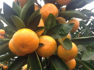 富硒水果果苗（水果富硒果苗图片）-硒宝网