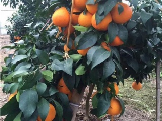 富硒水果果苗（水果富硒果苗图片）-硒宝网