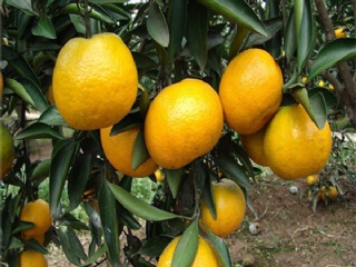 富硒水果果苗（水果富硒果苗图片）-硒宝网