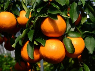 富硒水果果苗（水果富硒果苗图片）-硒宝网