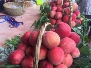 富硒水果果苗（水果富硒果苗图片）-硒宝网