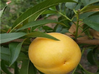 富硒水果果苗（水果富硒果苗图片）-硒宝网