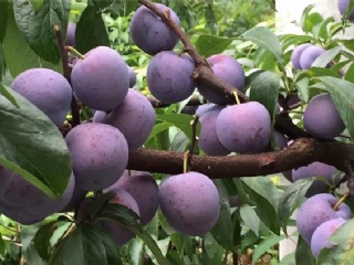 富硒水果果苗（水果富硒果苗图片）-硒宝网