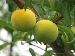 富硒水果果苗（水果富硒果苗图片）-硒宝网