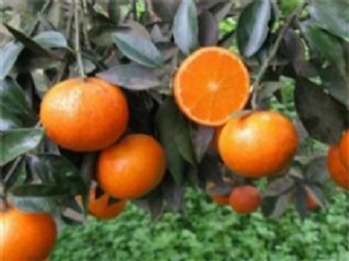 富硒水果果苗（水果富硒果苗图片）-硒宝网