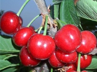 富硒水果果苗（水果富硒果苗图片）-硒宝网