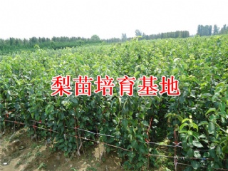 富硒水果果苗（水果富硒果苗图片）-硒宝网