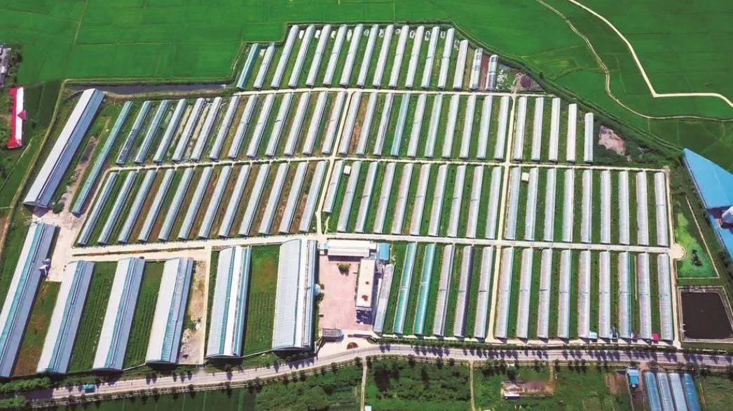 吉林富硒水果(吉林富硒大米)-硒宝网