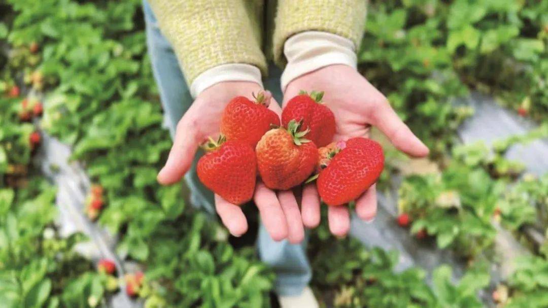 吉林富硒水果(吉林富硒大米)-硒宝网